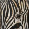 Illustration du profil de Il etait une fois un zebre