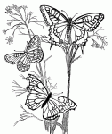 Illustration du profil de aurore